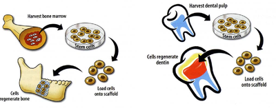 Adult stem cells
