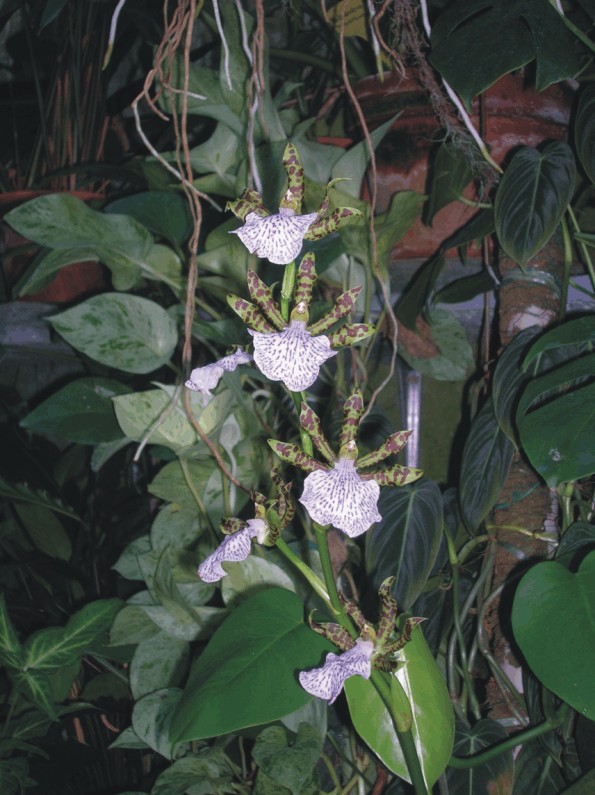 Zygopetalum intermedium (Epiphytic Orchids)